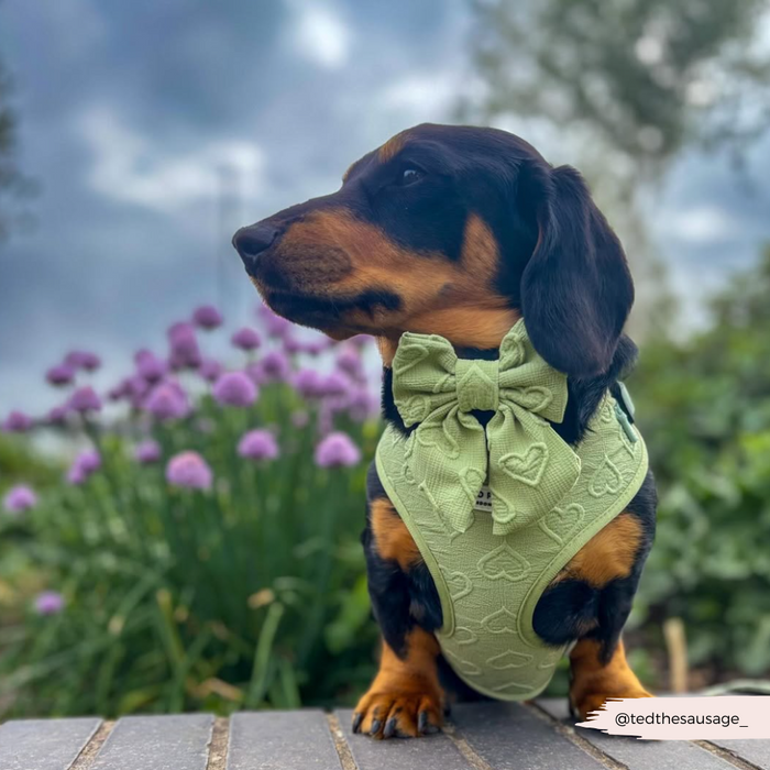 Dachshund wearing a sage green Cocopup London sailor bow tie with heart pattern, outdoors near purple flowers.