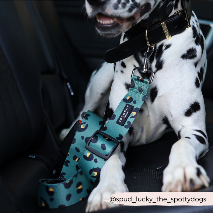 Dalmatian in a car seat wearing a khaki leopard-print Cocopup London seat belt restraint and an adjustable harness.