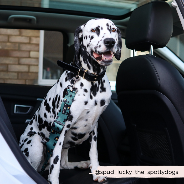 Dalmatian with a teal leash sits on a car seat, secured by a khaki leopard print seat belt restraint.