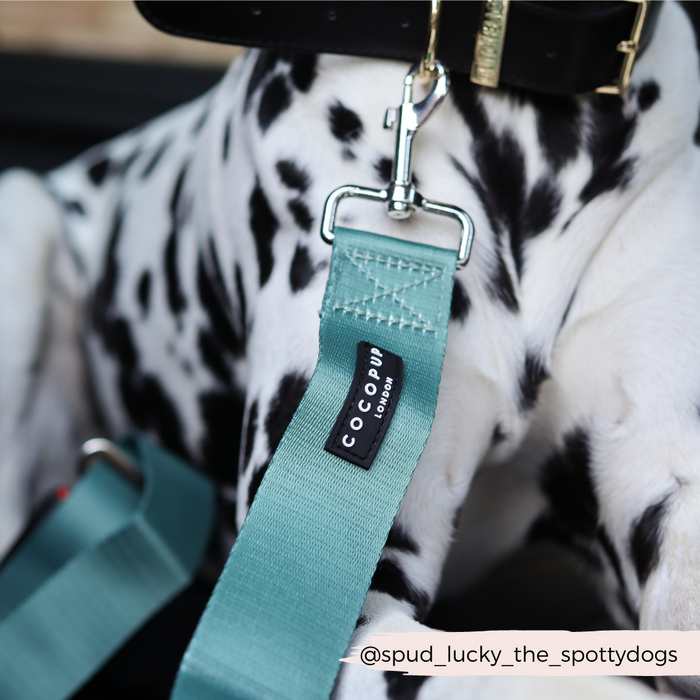 Khaki Cocopup London Seat Belt Restraint attached to Dalmatian’s harness, shown close-up.
