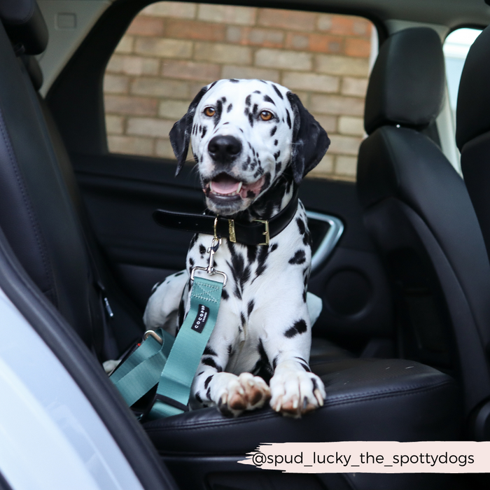 Dalmatian sitting on a car backseat, secured with a khaki Cocopup London seat belt restraint.