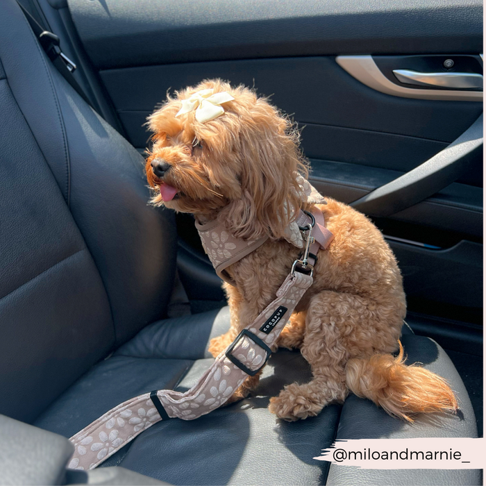 Brown fluffy dog in an adjustable harness on a car seat, secured with a mocha floral-patterned Cocopup seat belt restraint.