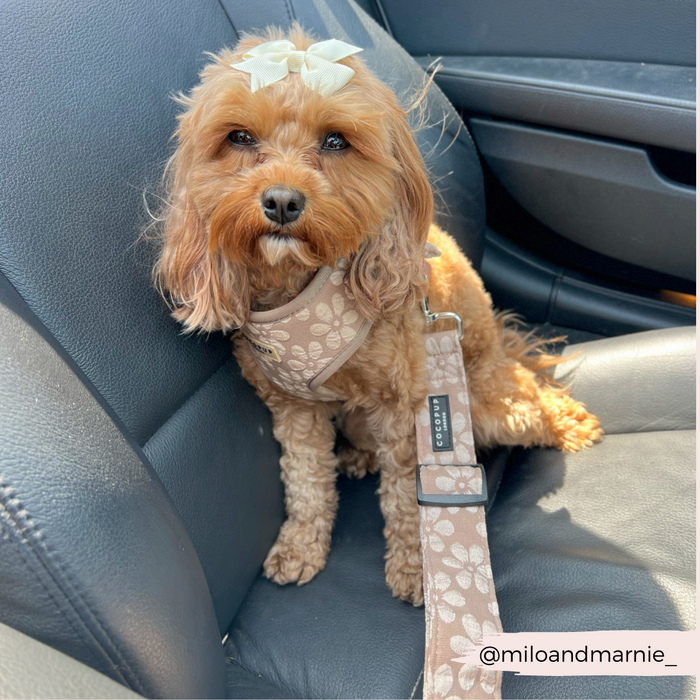 Small dog on car seat wears Cocopup London seat belt restraint with mocha flower pattern, looking toward the camera.