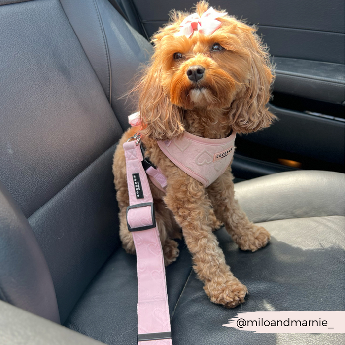Small brown dog in a pink harness and Cocopup London Pink Heart seat belt restraint, sunlight highlighting its fur.