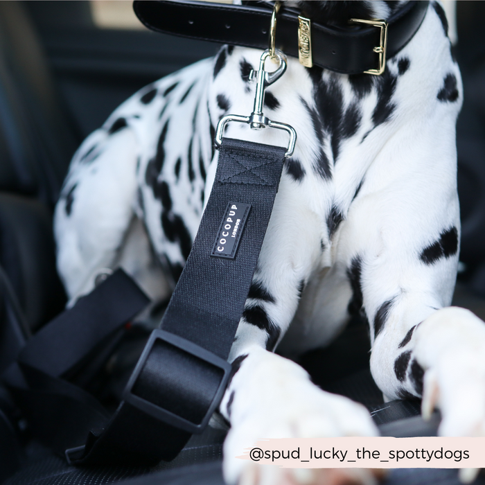Dalmatian wearing a black collar and attached to a plain black seat belt restraint in a car.
