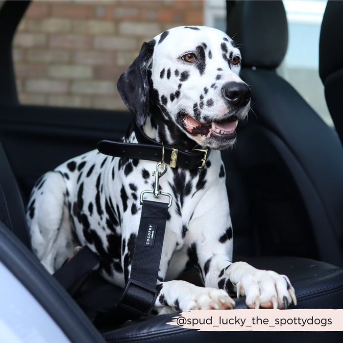 Dalmatian on a car seat secured with a plain black Cocopup London seat belt restraint; brick wall in background.