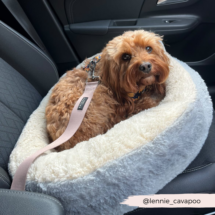 Brown Cavapoo in a car bed, secured with a nude Cocopup London seat belt restraint clipped to its harness.