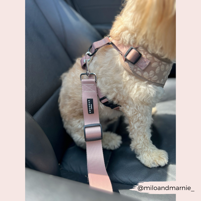 Curly-haired small dog in a car seat wearing a Cocopup London nude seat belt restraint.