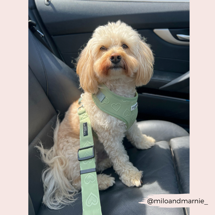 Light brown fluffy dog on car seat wearing Cocopup London sage green heart pattern seat belt restraint.