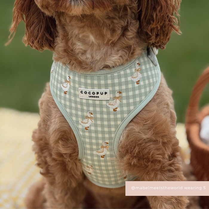 Small brown dog on a picnic blanket wearing a Cocopup London Silly Goose adjustable neck harness with playful print.