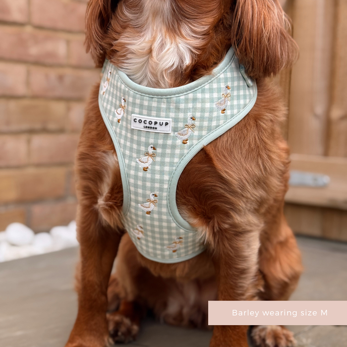 Brown dog wearing a Cocopup London Silly Goose adjustable harness, sitting outside by a brick wall.