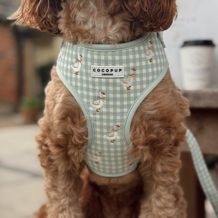 Dog in Cocopup London harness featuring adjustable neck, gingham pattern, and playful duck print.
