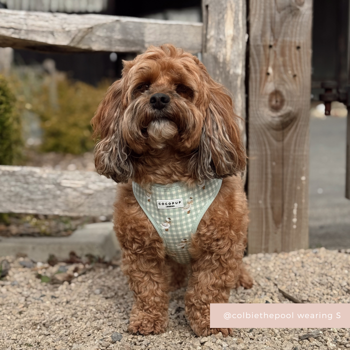 Brown, curly-haired dog wearing a beige Cocopup London Silly Goose adjustable neck harness stands by a wooden fence.