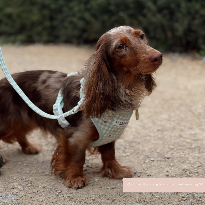Long-haired dachshund wears a light green Cocopup London Silly Goose harness and leash on a gravel path.