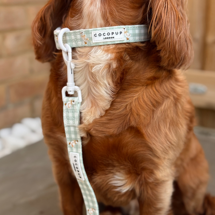 Brown dog wearing a Silly Goose collar by Cocopup London, sitting outside by a brick wall.