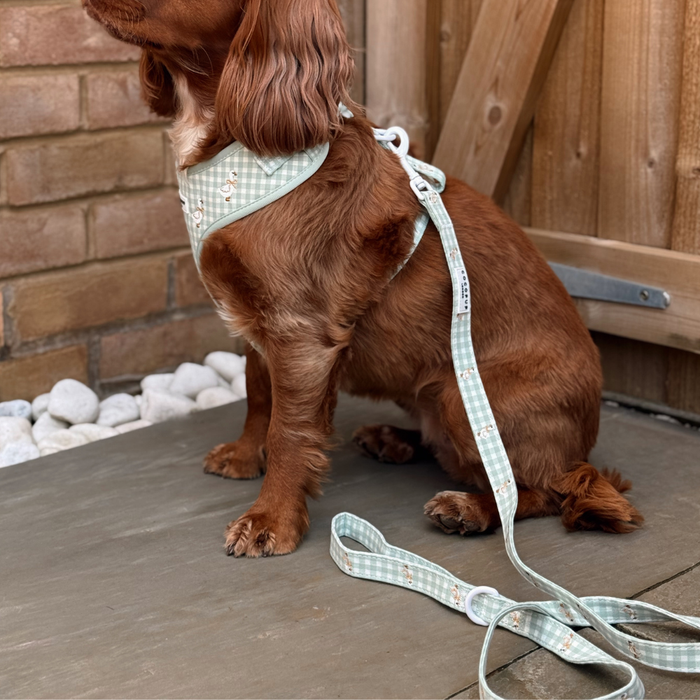 Brown dog wears a light green harness and Cocopup London Silly Goose Lead, sitting on a patio near a wooden fence.