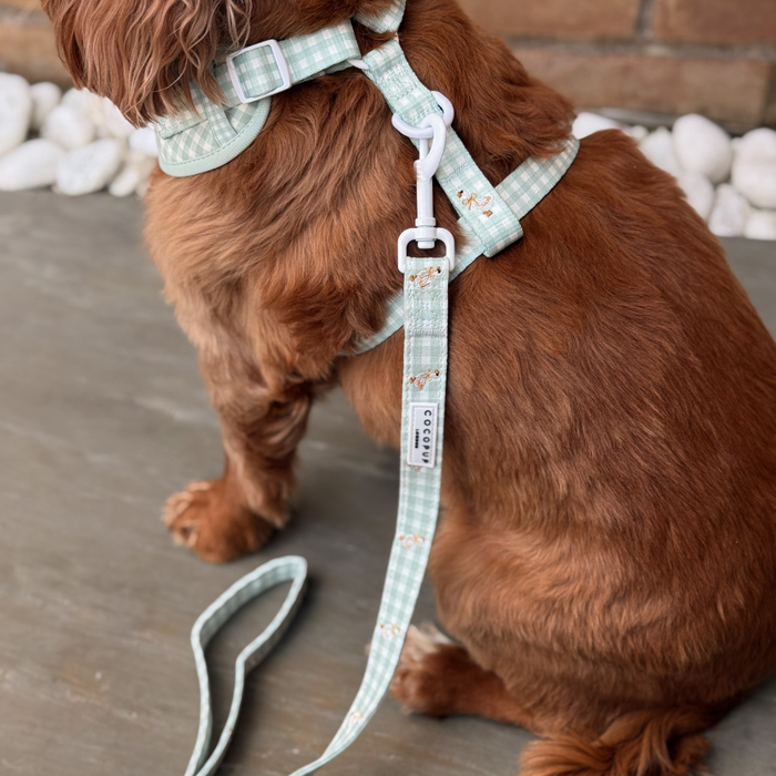Brown dog wearing a mint green plaid harness and Cocopup London Silly Goose lead, sitting on stone by white rocks.