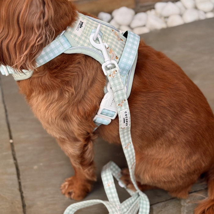 Small brown dog wears pastel plaid harness and Silly Goose leash, sitting on stone by white rocks.