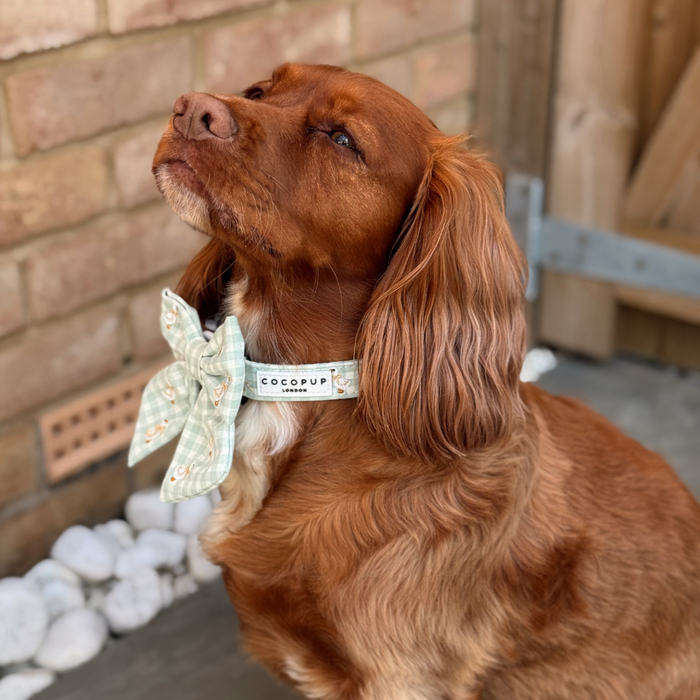 Brown dog with long ears wearing a Cocopup London Silly Goose collar sits by a brick wall, looking up.