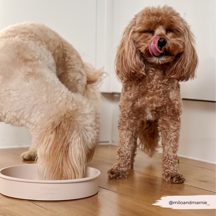 Two fluffy dogs with a pink floral slow feeder dog bowl; one eats while the other licks its lips.