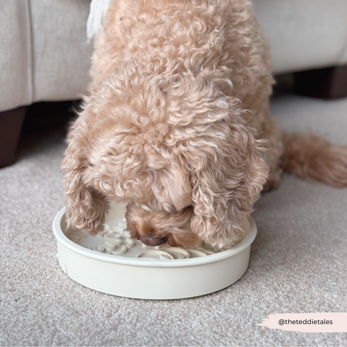 Curly-haired dog eating from a cream floral Cocopup London slow feeder bowl on a carpeted floor.