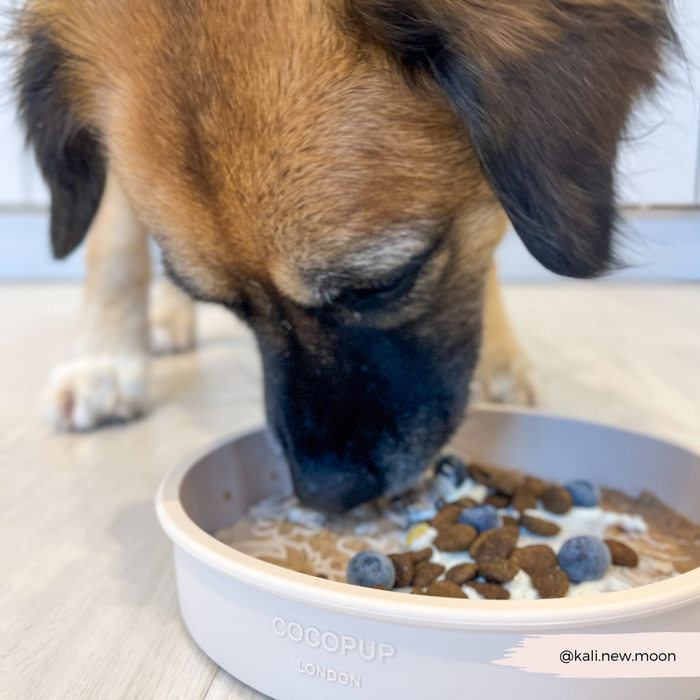 Brown dog eating kibble, blueberries, and yogurt from a blue Cocopup London Slow Feeder Lick Dog Bowl with patterns.