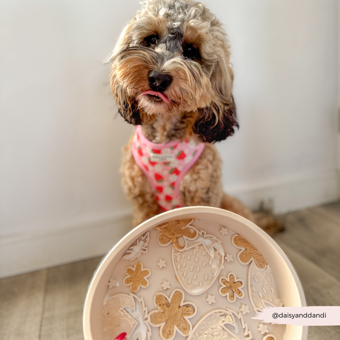 Fluffy dog in pink harness sits beside a Cocopup London Pupberry Fields slow feeder bowl on the floor.