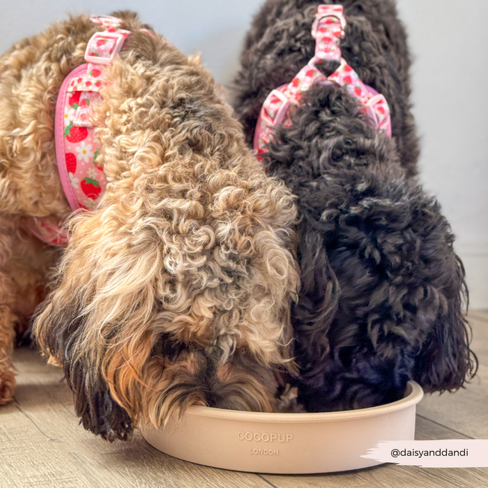 Two curly-haired dogs in pink harnesses eat from a patterned Cocopup slow feeder dog bowl.