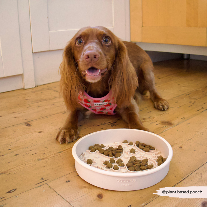 Brown dog in pink harness on wooden floor looks at kibble in a pink Pupberry Fields patterned slow feeder bowl.