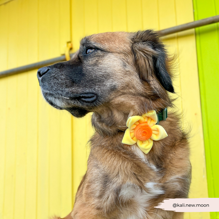 Brown dog wearing a Cocopup London yellow daffodil collar flower sits by a yellow wall, looking to the left.