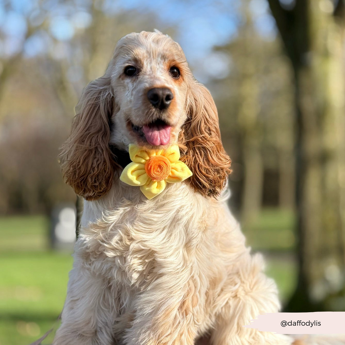 Fluffy dog outside wears a Cocopup London collar flower in yellow daffodil design, with grass and trees in background.