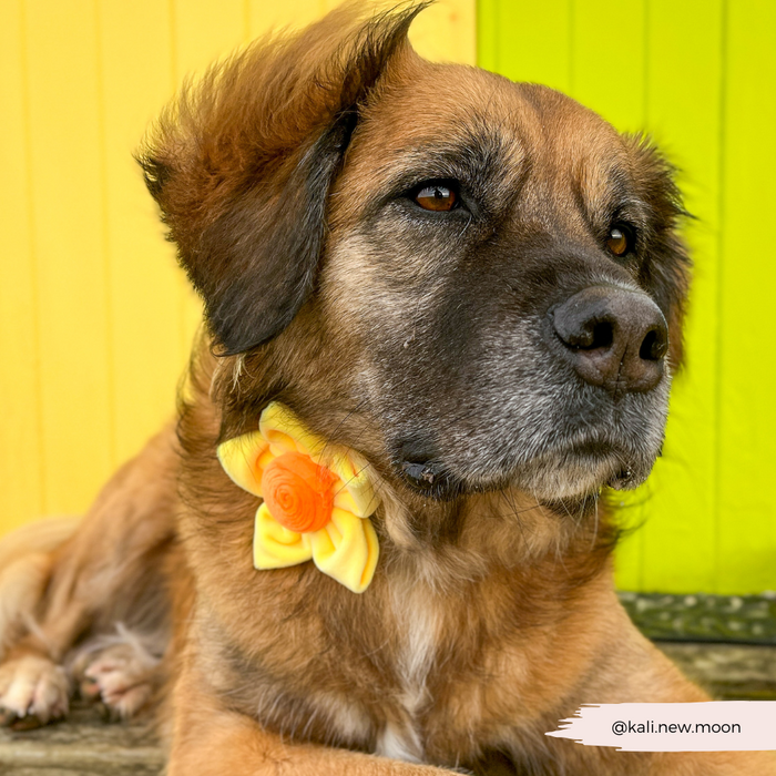 Brown dog wearing a yellow daffodil flower collar by Cocopup London, sitting near a yellow and green wall.