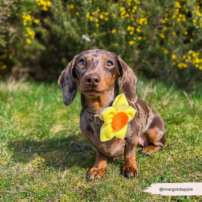 Dapple dachshund puppy on grass wears a yellow floral Cocopup London collar flower, surrounded by yellow blooms.