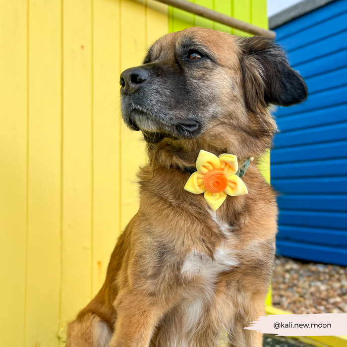 Brown dog wearing a yellow floral Cocopup London collar flower, sitting by yellow and blue wooden walls.