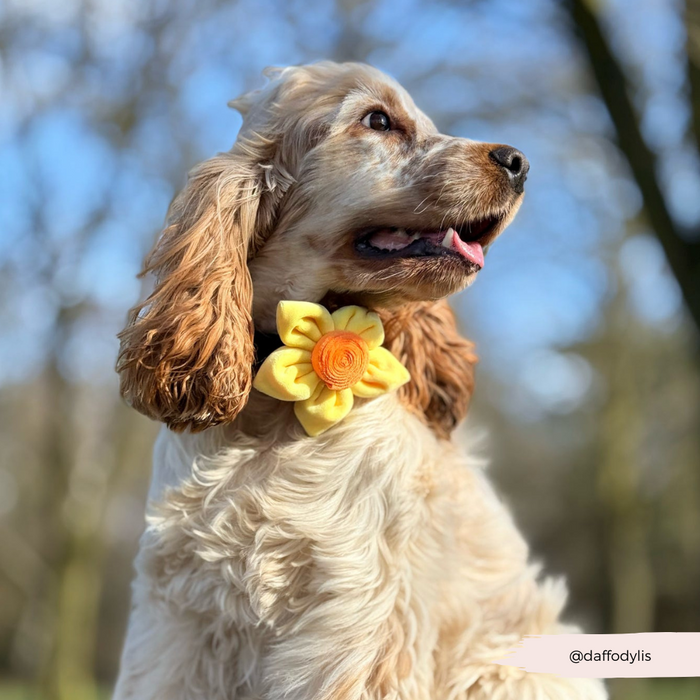 Tan cocker spaniel outdoors wearing a Cocopup London yellow Spring Daffodil collar flower accessory.