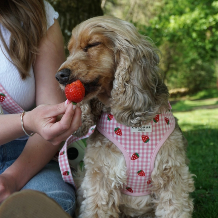 Brown dog wearing a Cocopup London strawberry-pattern adjustable harness, sniffing a strawberry outside.