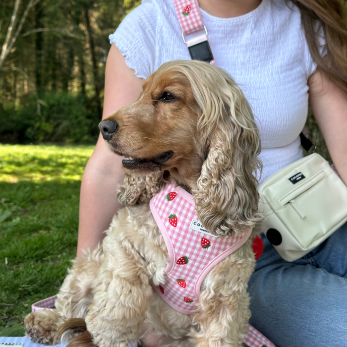Golden Cocker Spaniel in a pink strawberry-patterned Cocopup London harness sits beside a woman holding the matching leash.