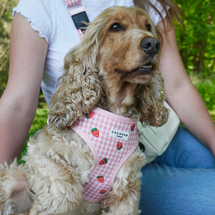 Brown spaniel wearing a pink Cocopup London harness with strawberry pattern, sitting on a womans lap outdoors.