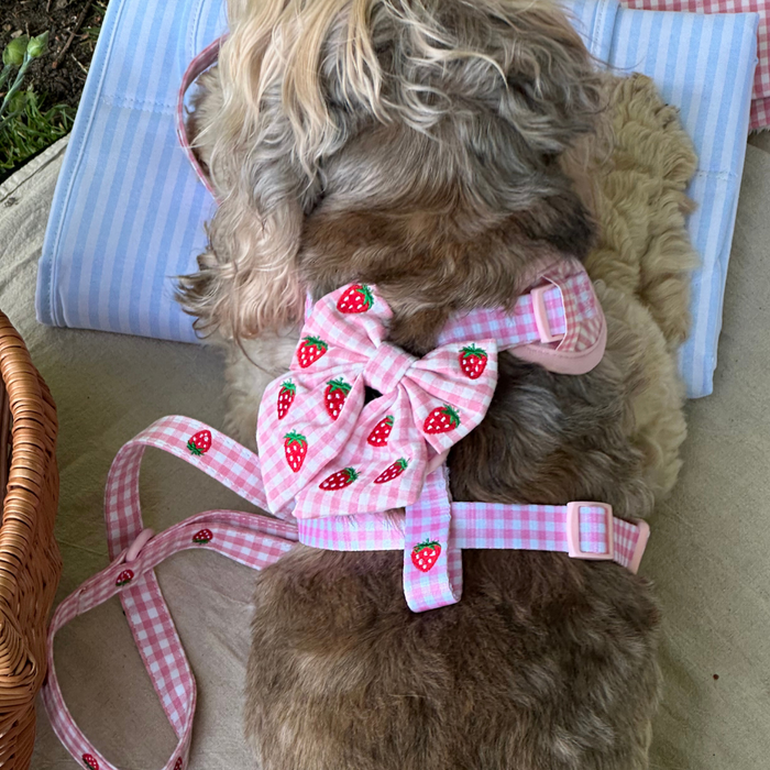 Small dog in a pink gingham Cocopup London harness and sailor bow tie, lying next to a wicker basket.