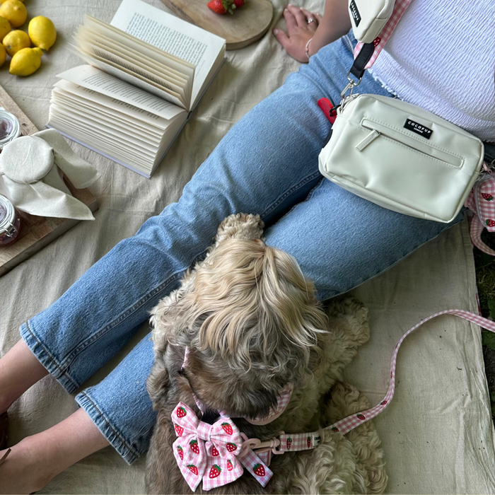 Dog in a red and white strawberry-patterned Cocopup London sailor bow tie sits with a person in jeans on a picnic blanket.