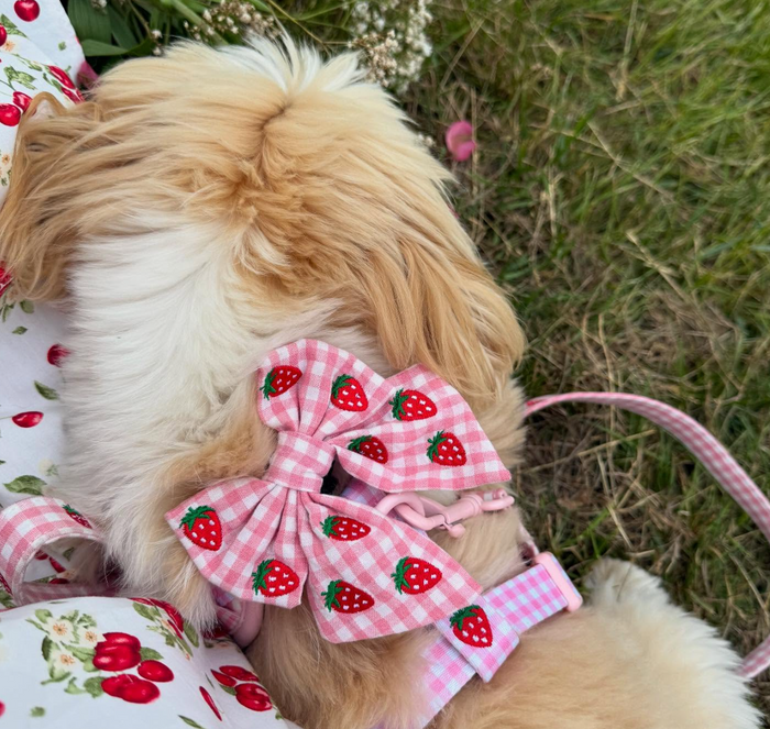 Fluffy dog in a Cocopup London pink strawberry-patterned sailor bow tie, sitting on a floral blanket on the grass.