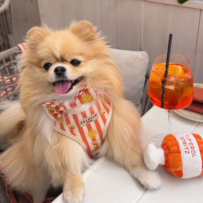 Sunshine & Spritz Adjustable Neck Harness, Lead & Collar Bundle