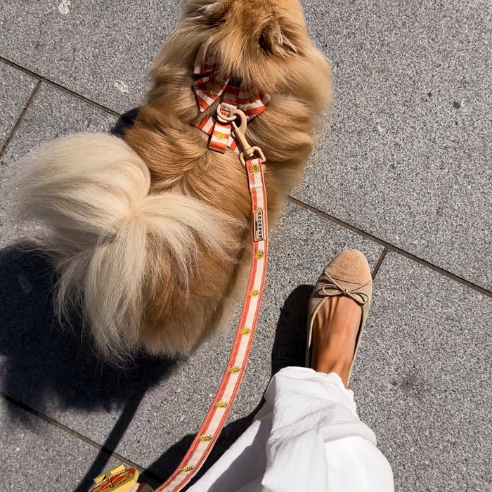 Sunshine & Spritz Adjustable Neck Harness, Lead & Collar Bundle
