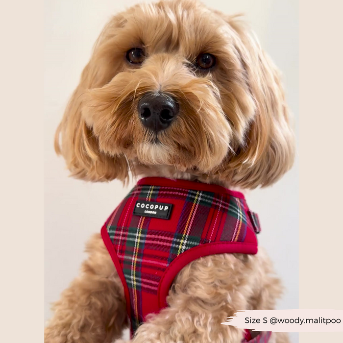 Fluffy tan dog in red plaid Cocopup London harness, lead, and collar looks at the camera.
