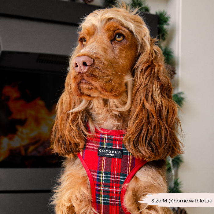 Golden brown dog wearing a Cocopup London tartan adjustable neck harness sits by a festive indoor fireplace.