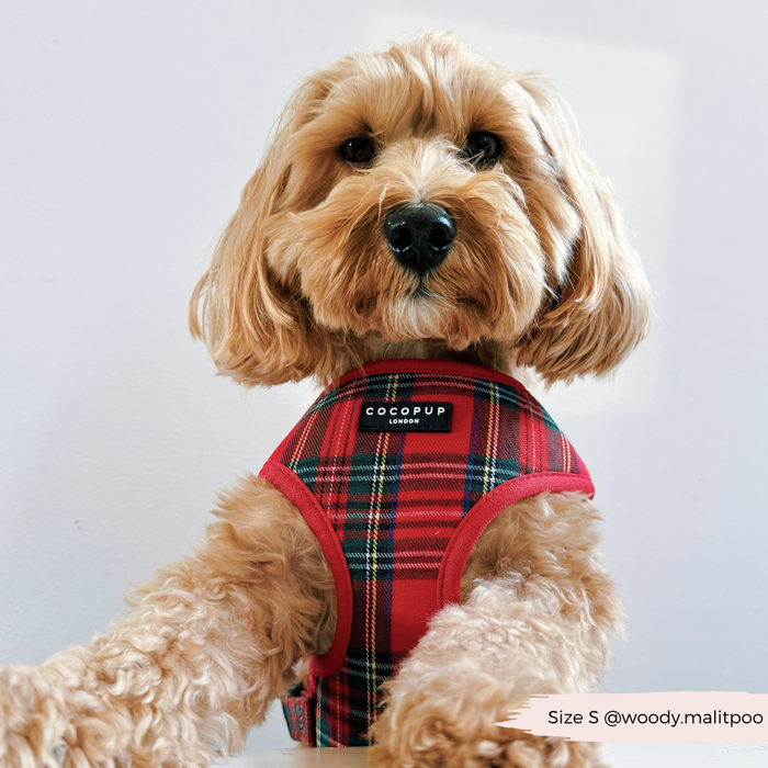 Fluffy dog in a red and black tartan Cocopup London adjustable neck harness, looking at the camera.