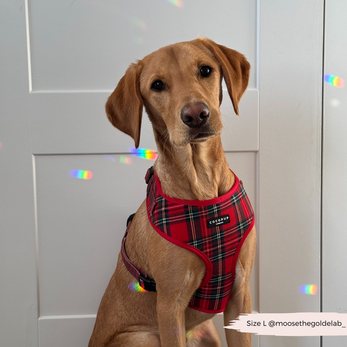 Golden dog indoors wearing a red tartan Cocopup London harness, with soft colorful lights in the background.