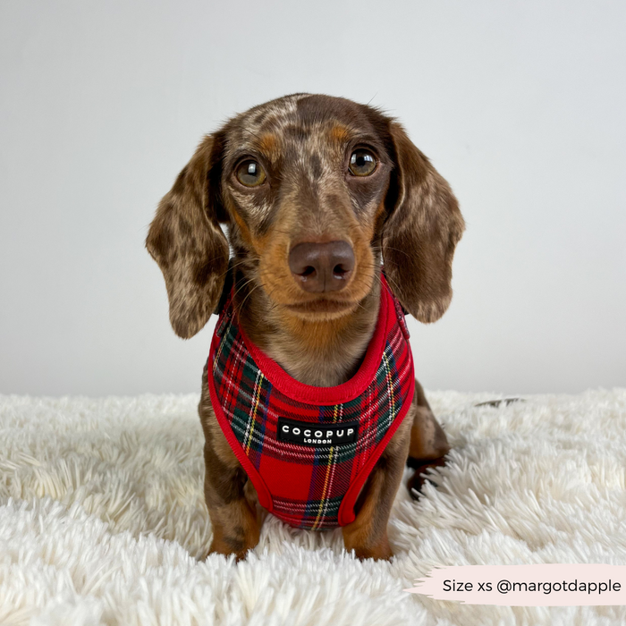 Dachshund wearing a Cocopup London tartan harness sits on a fluffy white rug with a plain background.