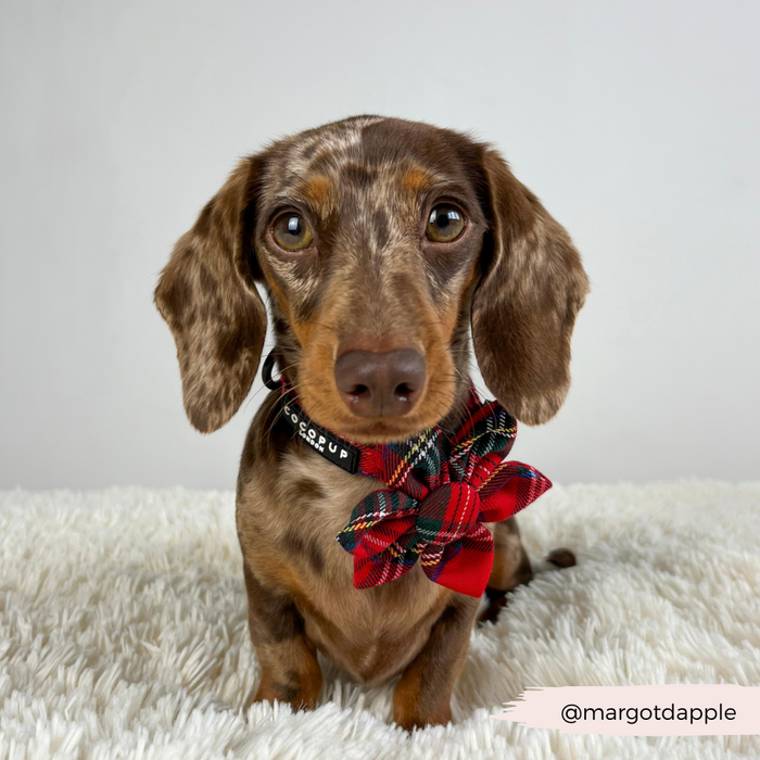 Brown dachshund wearing a Cocopup London tartan collar flower, sitting on a white rug. Text: @margotdapple.