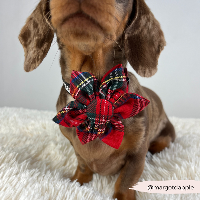 Brown dachshund wearing a Cocopup London tartan collar flower, sitting on a white fuzzy surface.